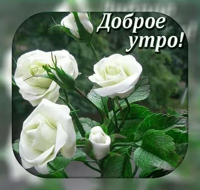 Красивые картинки цветов роз утром (46 фото) » Красивые картинки,  поздравления и пожелания - Lubok.club