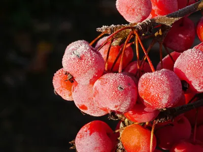 Зимние фрукты (41 фото) - 41 фото