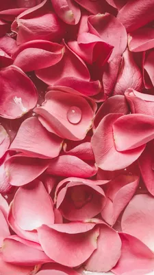 Красивые картинки лепестки роз фото