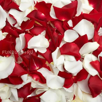 Красивые лепестки роз на светлом фоне :: Стоковая фотография :: Pixel-Shot  Studio