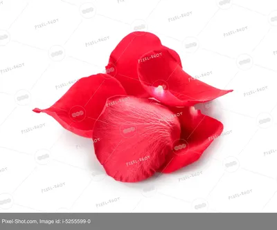 Красивые лепестки роз и очки на цветном фоне :: Стоковая фотография ::  Pixel-Shot Studio