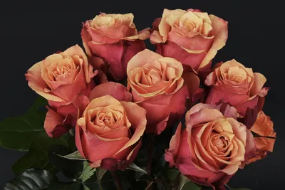 Свадебные красивые лепестки роз PNG , Роза, Лепесток розы, Падение PNG  картинки и пнг PSD рисунок для бесплатной загрузки