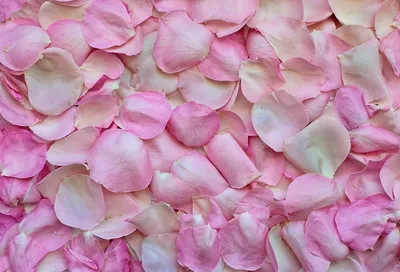 Красивые Красные Лепестки Роз Белом Фоне стоковое фото ©NewAfrica 206473228
