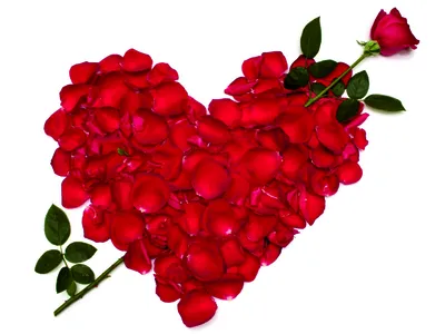 Красивое Сердце Красные Лепестки Роз На Белом Фотография, картинки,  изображения и сток-фотография без роялти. Image 11220201