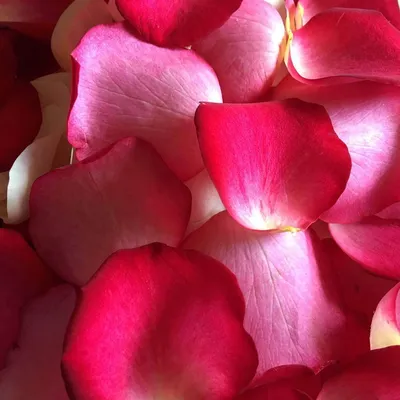 красивые розовые лепестки роз для фона или текстур Стоковое Изображение -  изображение насчитывающей текстуры, флористическо: 221512569