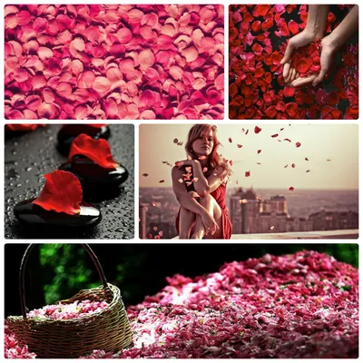 Картины из лепестков роз | Kyiv