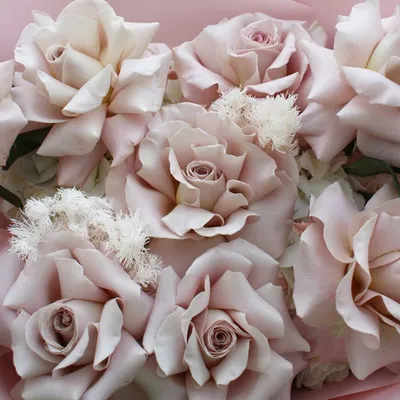 Красивые картинки лепестки роз фотографии