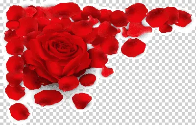 Красивые розы и лепестки сверху Стоковое Фото - изображение насчитывающей  лепестки, взорвать: 159149166