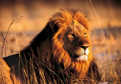 Красивый лев (41 лучших фото)