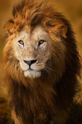 Красивые картинки льва - 69 фото