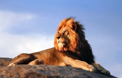 Львы красивые картинки (46 лучших фото)