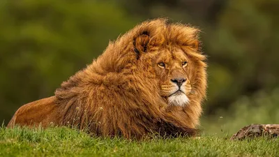 Красивые картинки львов на рабочий стол (56 фото) - 56 фото