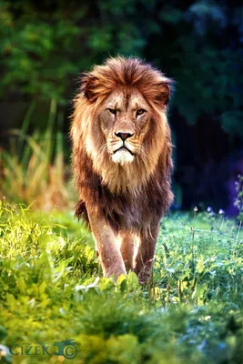 Красивые картинки льва - 69 фото
