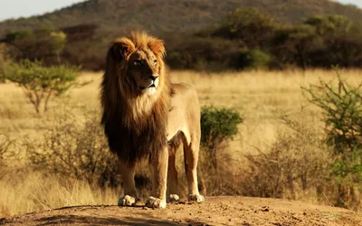 Красивый лев стоковое фото. изображение насчитывающей млекопитающее -  35562988
