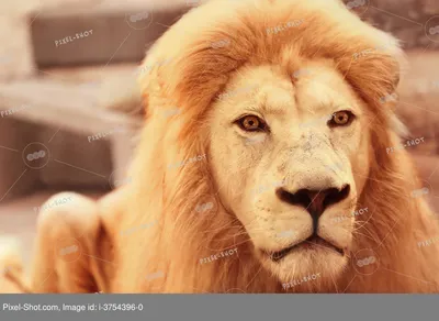 Картинки льва на аву (100 фото) • Прикольные картинки KLike.net