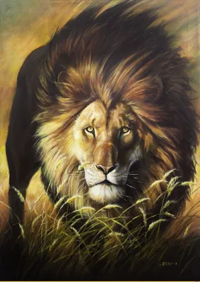 Красивый лев в горячей Африке. Стоковое Изображение - изображение  насчитывающей ботаническую, экзотическо: 191769431