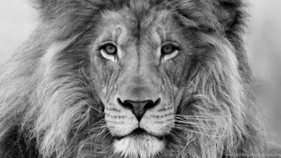 Лев , красиво» — создано в Шедевруме