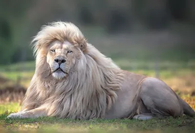 Картинки белого льва - 66 фото