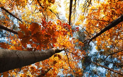 Фото осень в парке природа - красивые картинки