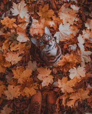 Картинки красивая осень (56 фото) 🔥 Прикольные картинки и юмор