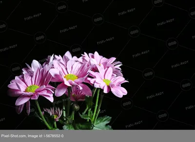 Красивые цветы орхидеи на темном фоне :: Стоковая фотография :: Pixel-Shot  Studio