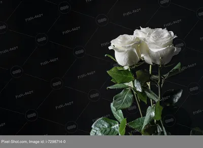 Фотообои красивые 368x254 см Три больших цветка на темном фоне  (2238P8)+клей купить по цене 1200,00 грн