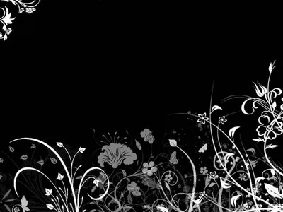 Красивые цветы на черном фоне - красивые фото