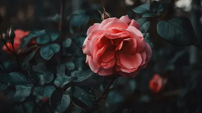 красивая роза на темном фоне, красивые розы картинки, эстетический, Цветок  роза фон картинки и Фото для бесплатной загрузки