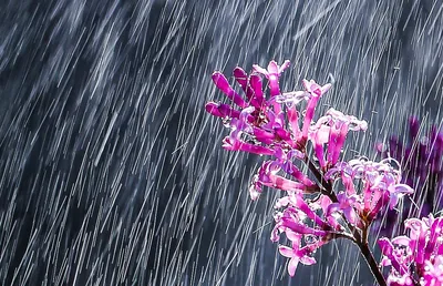 Красивые фото под дождем: фото, изображения и картинки