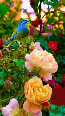 Pin by Людмила Ланина on Ароматы природы. | Exotic flowers, Beautiful  flowers, Beautiful flowers garden