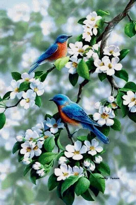 Красивые картинки с птицами и цветами фото