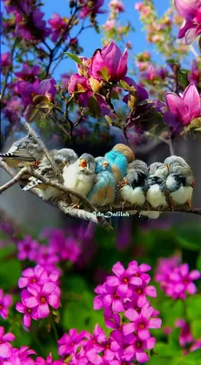 Птицы в цветах - 34 фото