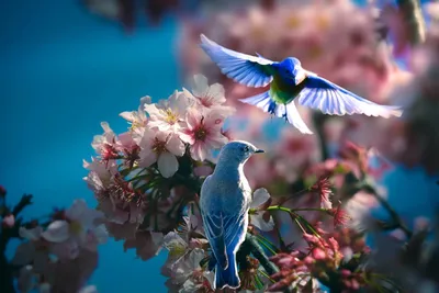 Птица с цветами - фото и картинки: 61 штук
