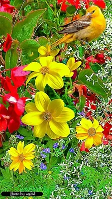 Pin by Favorite Collection on Aves | Beautiful flowers wallpapers,  Beautiful flowers pictures, Beautiful flowers