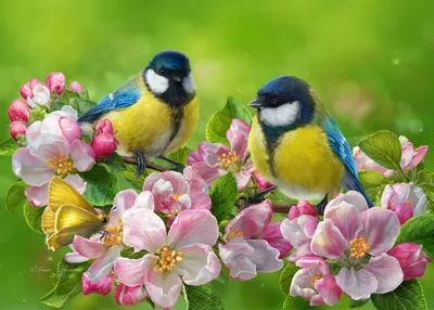 Красивые картинки с птицами и цветами - 75 фото