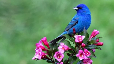 Райские птицы, колибри павлин, цветы…» — создано в Шедевруме