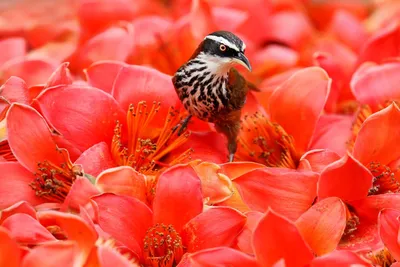 Pin by Helga Veter on Птицы | Beautiful birds, Bird pictures, Bird