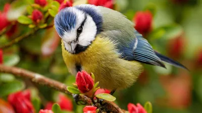 Картинки птицы и цветы (100 фото) • Прикольные картинки KLike.net