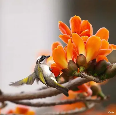 Весна фото: птицы и весенние цветы невероятно красивые фото - природа,  фото, весна, цветы, птица | Обозреватель