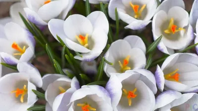 красивые весенние цветы мускари. цветы в саду. виноградные гиацинты  Стоковое Фото - изображение насчитывающей природа, нерезкости: 217926096