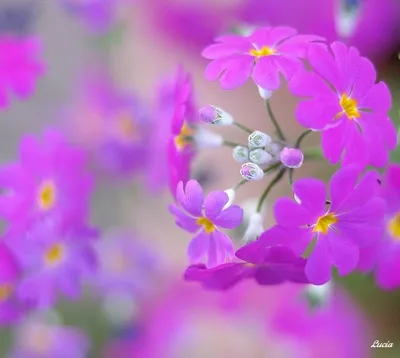 Красивые весенние цветы на фоне Hd красивый весна весна Весенний тур  Открытая весна Весенние Фон Обои Изображение для бесплатной загрузки -  Pngtree