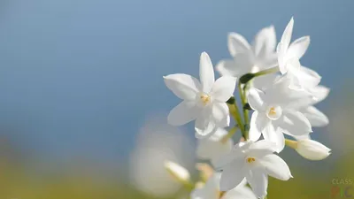 Красивые Весенние Цветы На Бумажном Фоне — стоковые фотографии и другие  картинки Без людей - Без людей, Белый, Букет - iStock