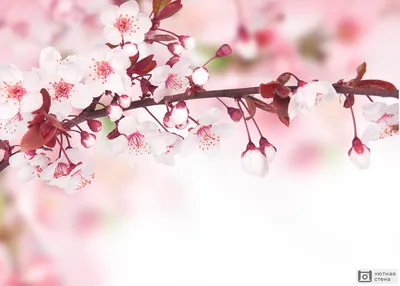 цветок вишни красивые весенние цветы голубое небо, время года, высокое  разрешение, цветок фон картинки и Фото для бесплатной загрузки
