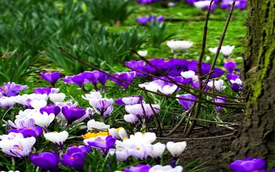 Первые весенние цветы для Вас, красивые, милые, женственные! | 28.02.2020 |  Белово - БезФормата