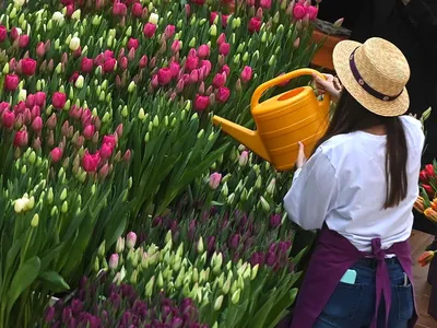 Красивые картинки тюльпаны весна фотографии