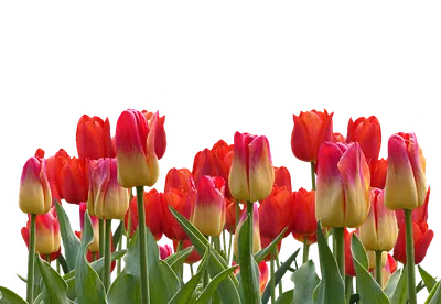 Скачать обои весна, beautiful, fresh, colorful, wood, тюльпаны, tulips,  bright, букет, spring, flowers, цветы, раздел цветы в раз… | Тюльпаны,  Цветочные фоны, Цветы