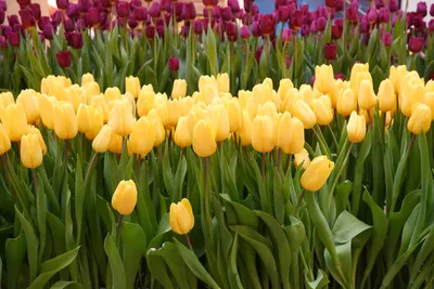 Бесплатное изображение: Тюльпаны, розоватый, букет, зеленые листья, Тюльпан,  природа, цветок, весна, цветы, завод