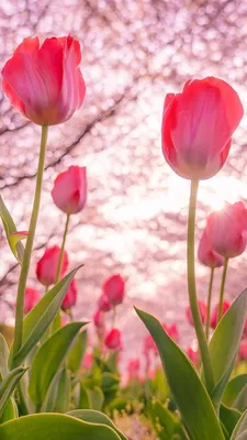 Тюльпаны | Flower therapy, Beautiful flowers, Flowers nature