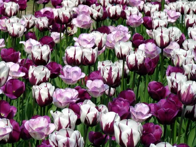 Pin by Ane castro on flowers tulips ✿♡ | Amazing flowers, Tulips images,  Pretty flowers