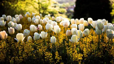 Очень красивые тюльпаны в лесу под…» — создано в Шедевруме